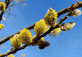 Attēlu rezultāti vaicājumam “Salix cinerea male flower”