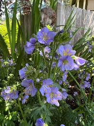 Attēlu rezultāti vaicājumam “Polemonium caeruleum leaf”