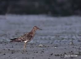 Image result for Calidris melanotos