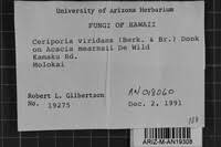 Attēlu rezultāti vaicājumam “Ceriporia viridans”