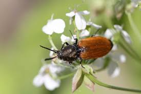 Attēlu rezultāti vaicājumam “Anostirus castaneus”