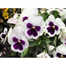 Image result for Viola wittrockiana