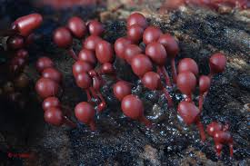 Attēlu rezultāti vaicājumam “Arcyria denudata macro”