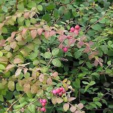 Attēlu rezultāti vaicājumam “Symphoricarpos x chenaultii”