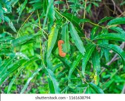 Attēlu rezultāti vaicājumam “Cimbex luteus”