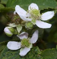 Attēlu rezultāti vaicājumam “Rubus plicatus flower”