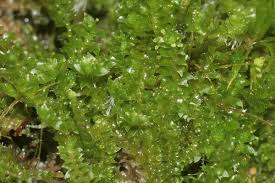 Attēlu rezultāti vaicājumam “Barbilophozia kunzeana”