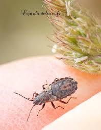 Attēlu rezultāti vaicājumam “Nithecus jacobaeae”