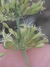 Attēlu rezultāti vaicājumam “Silene borysthenica flower”