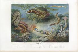 Attēlu rezultāti vaicājumam “Annelides”