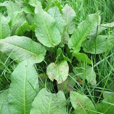 Image result for Sauerampfer