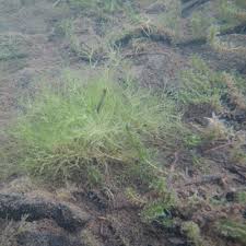 Attēlu rezultāti vaicājumam “Nitella flexilis”