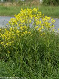 Attēlu rezultāti vaicājumam “Bunias orientalis flower”