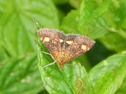 Attēlu rezultāti vaicājumam “Pyrausta aurata”