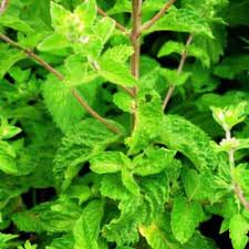 Attēlu rezultāti vaicājumam “Mentha spicata”