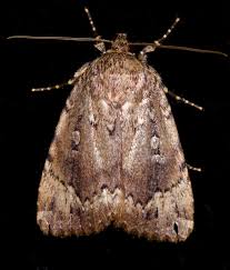 Attēlu rezultāti vaicājumam “Amphipyra”