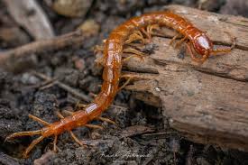 Attēlu rezultāti vaicājumam “Chilopoda”