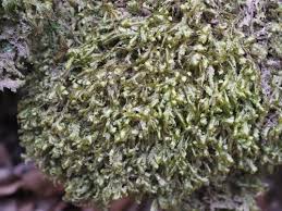 Attēlu rezultāti vaicājumam “Homalia trichomanoides sporophyte”