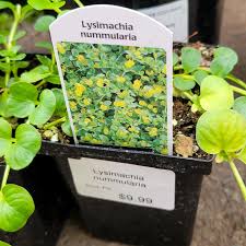 Image result for Lysimachia nummularia
