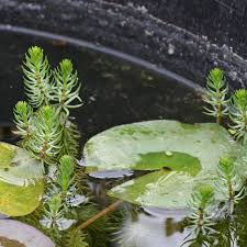 Attēlu rezultāti vaicājumam “Hippuris vulgaris leaf”