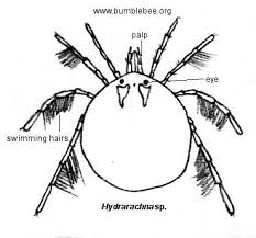 Attēlu rezultāti vaicājumam “Hydrachna”