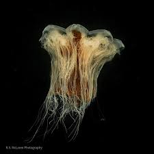 Image result for Cyanea capillata