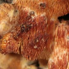 Attēlu rezultāti vaicājumam “Sarcodontia crocea”