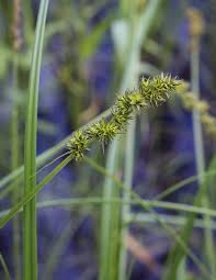 Attēlu rezultāti vaicājumam “Carex vulpina”