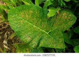 Attēlu rezultāti vaicājumam “Pucciniales”