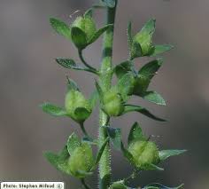 Attēlu rezultāti vaicājumam “Veronica anagallis-aquatica fruit”