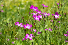 Image result for Kornrade