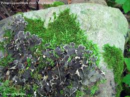 Attēlu rezultāti vaicājumam “Peltigera praetextata”