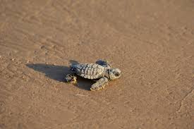 Image result for Lepidochelys kempii