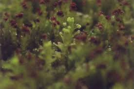 Attēlu rezultāti vaicājumam “Lophozia”