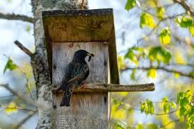 Attēlu rezultāti vaicājumam “Sturnus vulgaris nest”