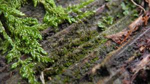 Attēlu rezultāti vaicājumam “Anastrophyllum hellerianum”