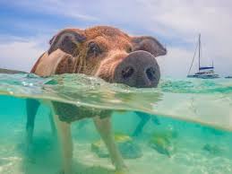 Bildresultat för pigs