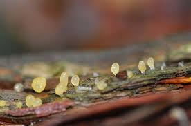 Attēlu rezultāti vaicājumam “Calocera glossoides”
