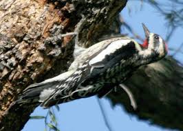 Image result for Sphyrapicus varius