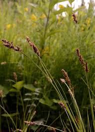 Attēlu rezultāti vaicājumam “Carex appropinquata”
