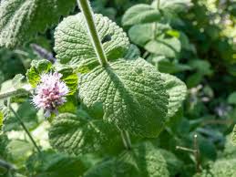 Image result for Menta x piperita