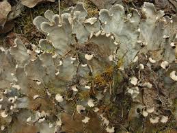 Attēlu rezultāti vaicājumam “Peltigera canina”