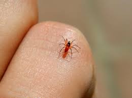 Attēlu rezultāti vaicājumam “Linyphiidae”