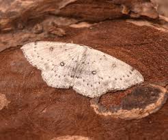 Attēlu rezultāti vaicājumam “Cyclophora albipunctata”