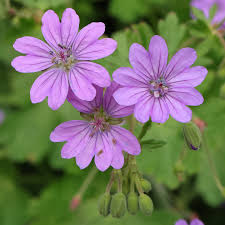 Attēlu rezultāti vaicājumam “Geranium pyrenaicum leaf”