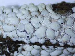 Attēlu rezultāti vaicājumam “Diderma globosum”