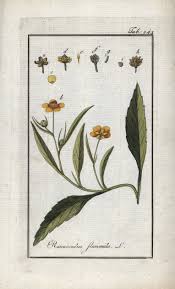 Attēlu rezultāti vaicājumam “Ranunculus flammula”