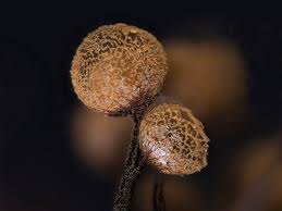 Attēlu rezultāti vaicājumam “Cribraria macrocarpa”