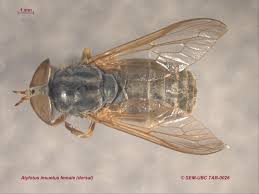 Attēlu rezultāti vaicājumam “Tabanidae”