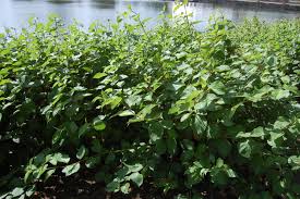 Attēlu rezultāti vaicājumam “Cornus alba”